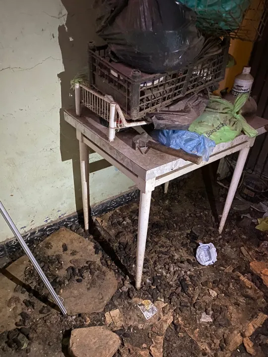 rescate perros gatos animales santa lucia