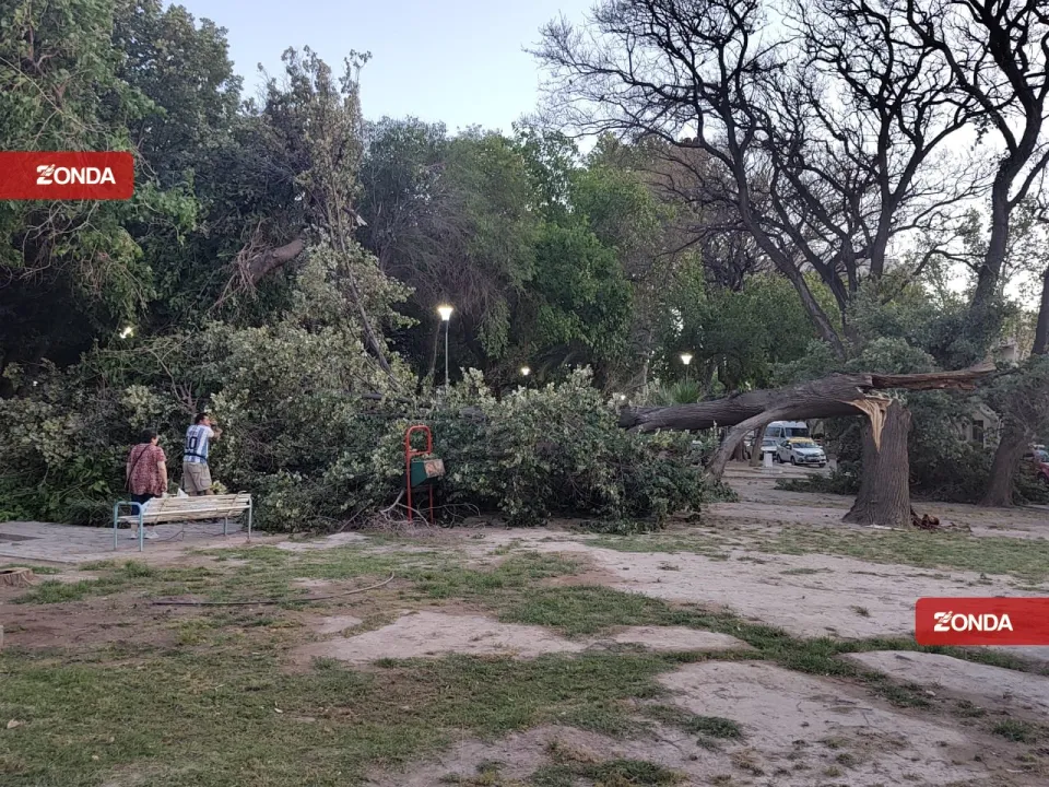 arbol caido viento zonda