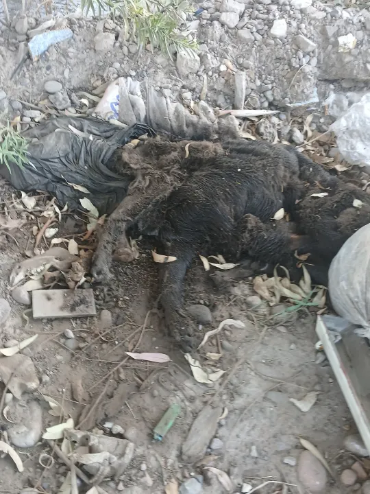 489358491_1894718331266231_2261593178193019142_n - copia.jpg