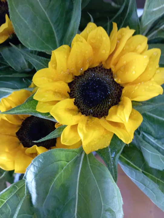 41234eff-3f14-402f-9b72-3e539b2a0bb2.jfif