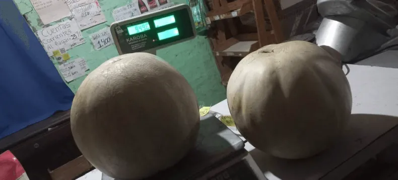 Melones gigantes de casi 10 kilos sorprenden en Sarmiento - Imagen