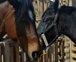 Realizarán una peña solidaria para colaborar con el rescate de caballos maltratados