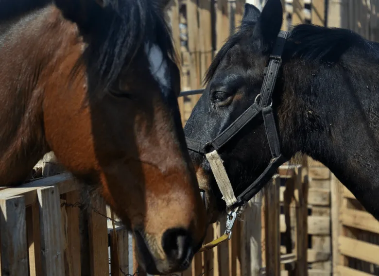 Realizarán una peña solidaria para colaborar con el rescate de caballos maltratados