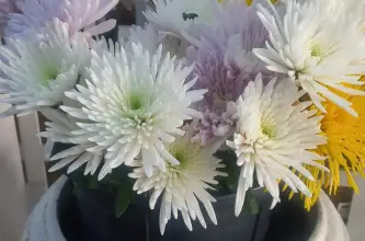 La Flor de Mayo
