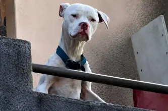 Rescataron a un dogo desnutrido en la casa de Claudio Barrelier y lo bautizaron Agosto