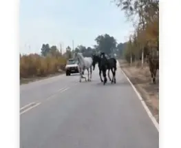 Un video volvió a mostrar caballos sueltos y crece la preocupación en las rutas
