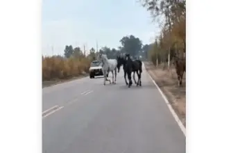 Un video volvió a mostrar caballos sueltos y crece la preocupación en las rutas