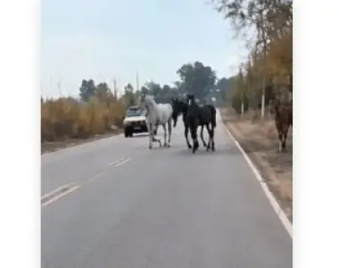 Un video volvió a mostrar caballos sueltos y crece la preocupación en las rutas