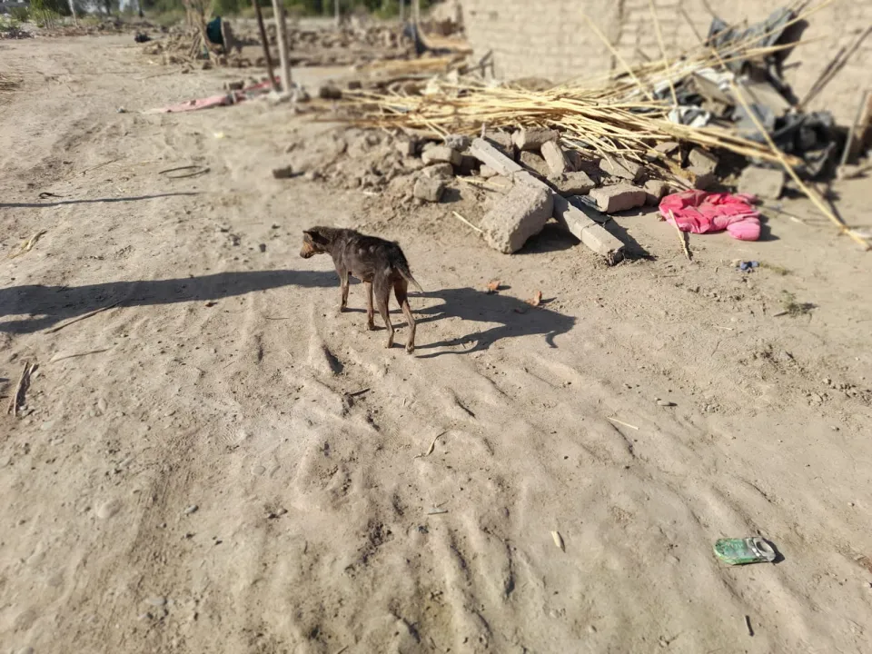 abandono de animales en asentamientos (1).jpg