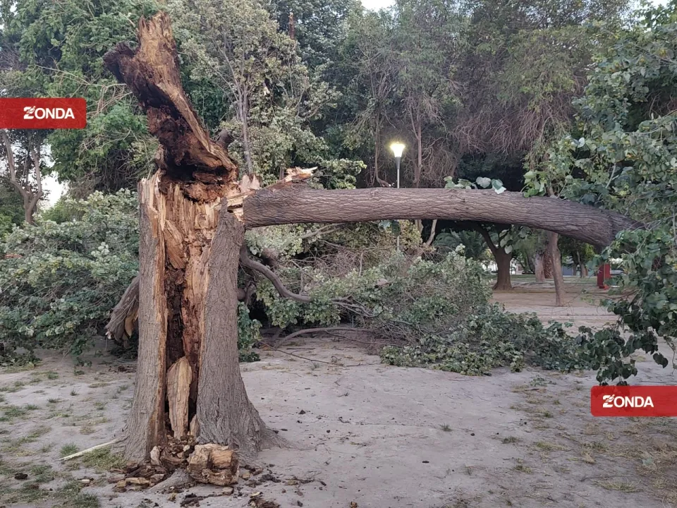 arbol caido viento zonda