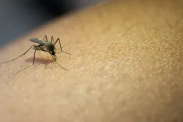 Dengue: San Juan alcanza los 2111 casos pero la curva está en descenso