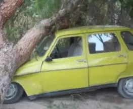 La caída de un árbol generó daños en el auto de un músico en Albardón