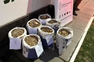 Cuatro mineros chilenos fueron detenidos en San Juan por extracción ilegal de oro