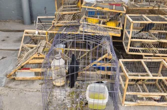 Allanamientos en Caucete dejaron 26 aves rescatadas y ocho detenidos