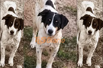 Crece la preocupación en Capital por un perro extraviado tras una denuncia previa