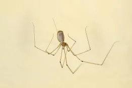 Por qué la araña patas largas puede ser una aliada dentro de la casa