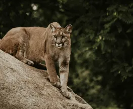 Rescatan un puma en Rivadavia y sigue internado en estado crítico