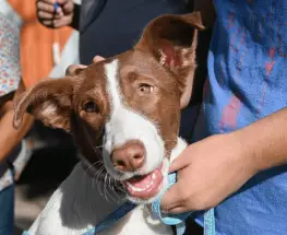 Se realizará una jornada masiva de esterilización y vacunación antirrábica en el Parque de Mayo