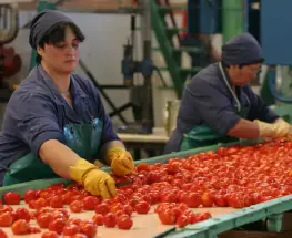 Guillermo López advirtió por el desgaste que atraviesa la producción tomatera