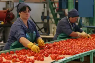 Guillermo López advirtió por el desgaste que atraviesa la producción tomatera