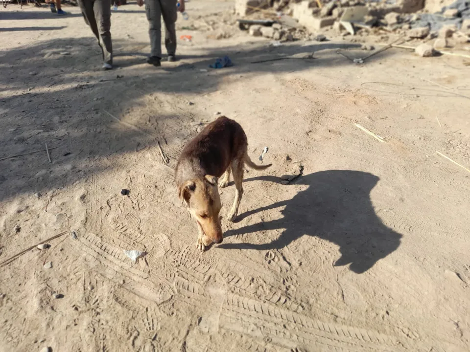 abandono de animales en asentamientos (2).jpg