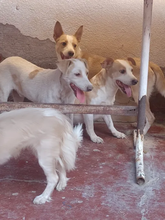 rescate perros gatos animales santa lucia