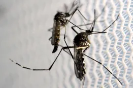 A pesar del aumento nacional, San Juan lleva tres años sin casos de dengue autóctono