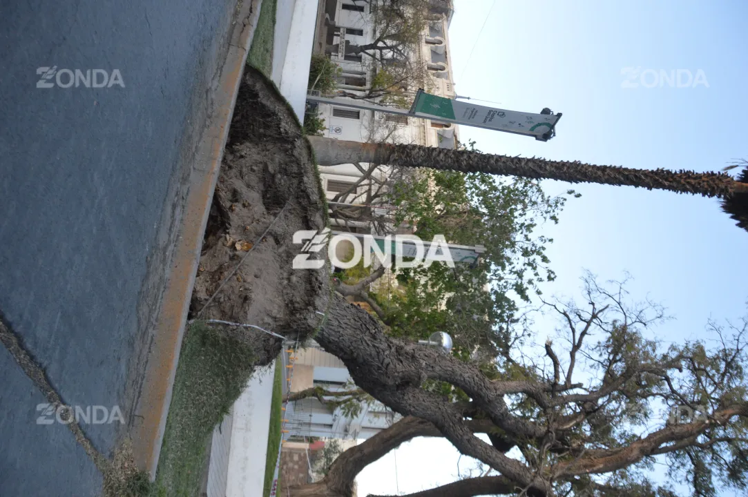 Árbol caído frente al Hospital Rawson