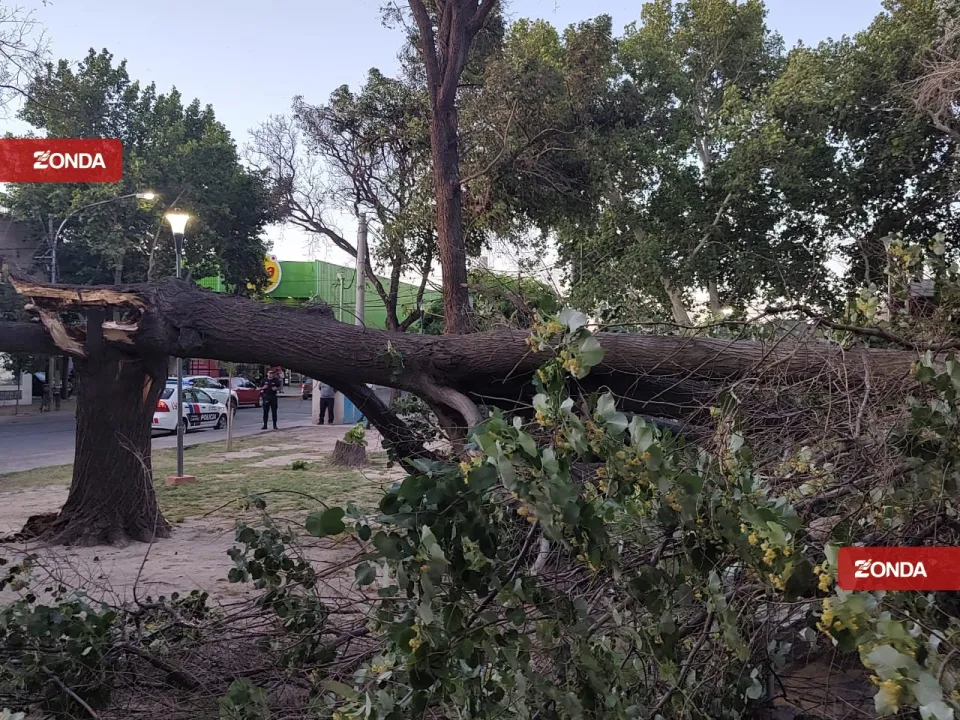 arbol caido viento zonda
