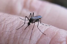 Los casos de dengue aumentan en San Juan y alcanzan los 716