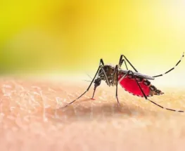 Brasil se acerca a los 4 millones de casos de dengue