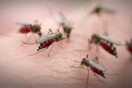 Dengue: reportan en el país más de 60 mil casos en la última semana