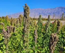 Semillas sanjuaninas viajan al espacio para evaluar su adaptación a condiciones extremas