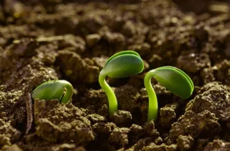 INTA y CeNET lanzan capacitación sobre monitoreo ambiental para fortalecer la educación técnica agropecuaria