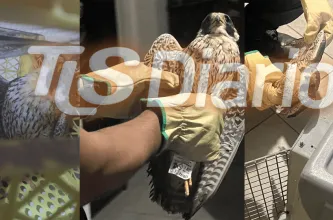 Un halcón peregrino lesionado fue puesto a resguardo en Albardón