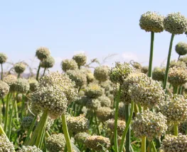 Dos condenas por la tentativa de hurto de cebollas en una finca de Caucete