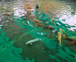 Inauguran un recorrido en San Juan para observar los peces reubicados del Parque de Mayo