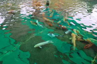 Inauguran un recorrido en San Juan para observar los peces reubicados del Parque de Mayo