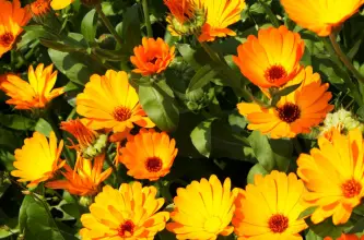 La flores para sembrar en Agosto