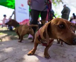 Ambiente llevará un operativo gratuito para mascotas en Caucete