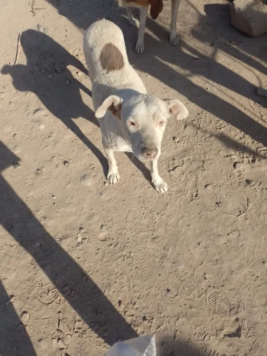 abandono de animales en asentamientos (3).jpg