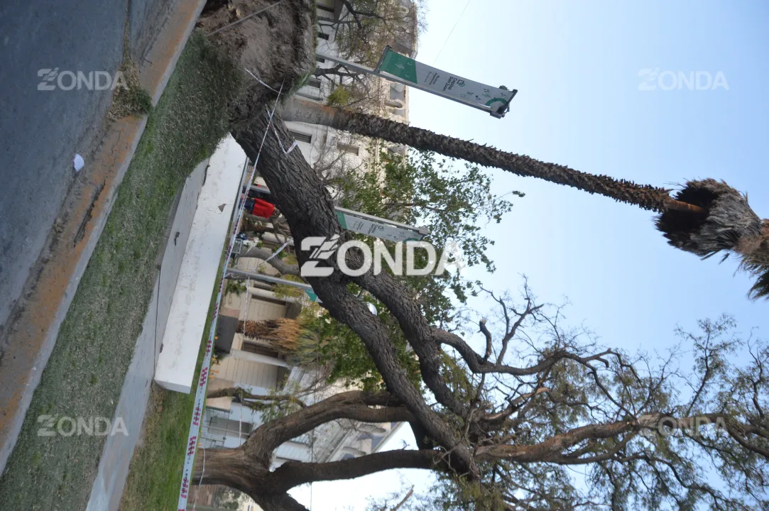 Árbol caído frente al Hospital Rawson