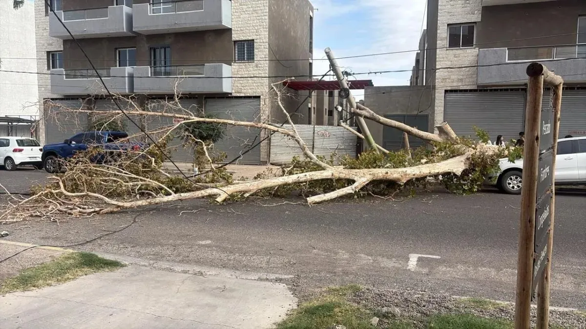 Cayó un árbol de gran porte en plena Capital y casi ocasiona una tragedia - Imagen