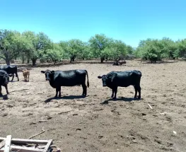 Mendoza consolida el avance ganadero y el Gobierno provincial lo ve como una oportunidad