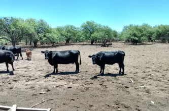 Mendoza consolida el avance ganadero y el Gobierno provincial lo ve como una oportunidad