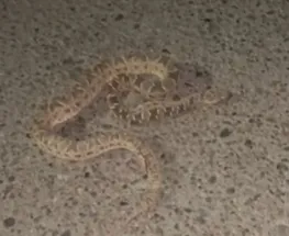 Una yarará fue vista sobre la calzada y resistió el paso de un vehículo