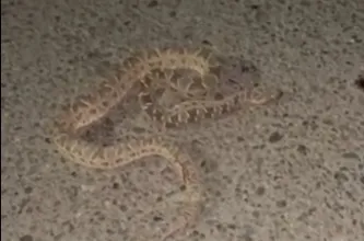 Una yarará fue vista sobre la calzada y resistió el paso de un vehículo