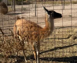 Allanamientos en Pocito dejaron secuestros de fauna, armas y cannabis