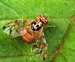 Impulsan una campaña invernal para frenar la mosca de los frutos