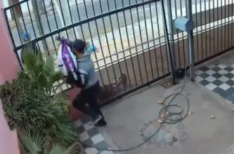 Saltaron una reja y se llevaron alimento destinado a perros rescatados